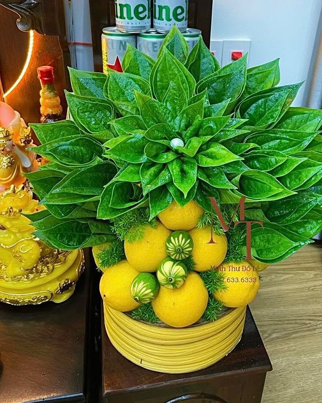 Lễ chanh vàng – Minh Thư Đồ Lễ Đà Nẵng
